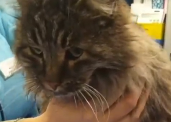 В Краснодаре подорвали петардой кота: он остался без хвоста