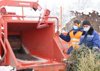 В Краснодаре новогодние елки отправят на переработку