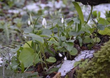 Сочинцев оштрафовали на 100 тысяч за торговлю первоцветами