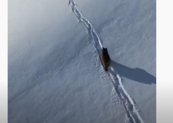 Гуляющий по горам Сочи медведь попал на кадры очевидцев