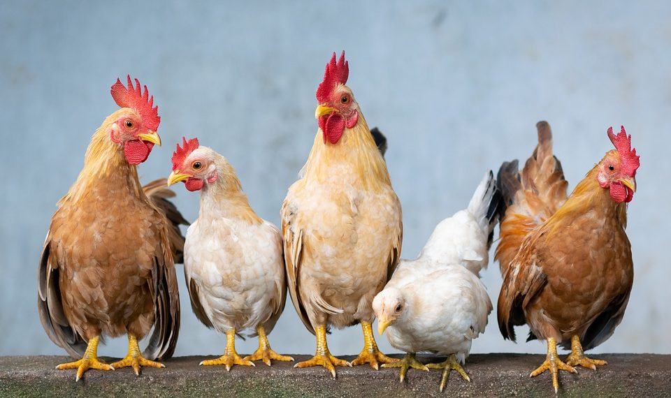 На Кубани неизвестный хищник убивает животных