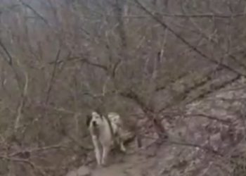 В Новороссийске неизвестный вывез алабая в лес и привязал к дереву