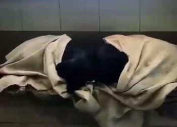 Сочинцы укутали бездомных собак одеялами