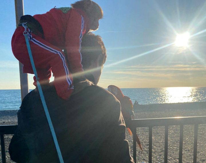 В Сириусе поймали двух живодеров