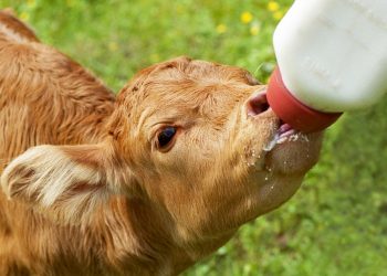 В Сочи подростки спасли теленка, который провалился в яму