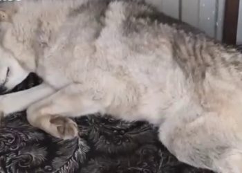 В Краснодаре мужчина и ребенок стреляли в собаку