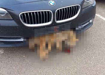 В Краснодаре в бампере BMW нашли мертвую лису