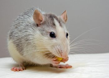 Краснодарцы жалуются на нашествие крыс