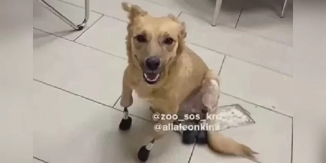 Из-за санкций первая в мире собака с протезами не смогла покинуть Кубань