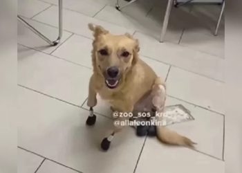 Из-за санкций первая в мире собака с протезами не смогла покинуть Кубань