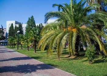 В Сочи высадят около тысячи компенсационных растений