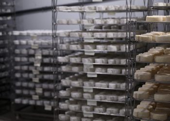 На Кубани появится новый цех по производству сыров