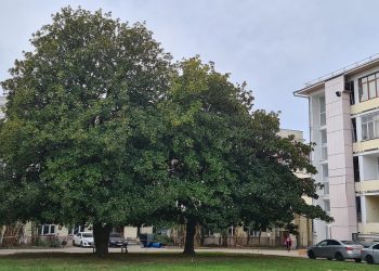 Сочинцам рассказали, как будут спасать уникальные магнолии