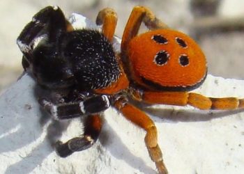 В Сочи началась активность тарантула лучистого