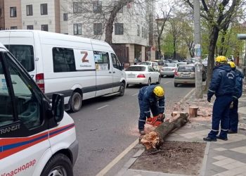 В Краснодаре убрали с улиц 14 упавших деревьев