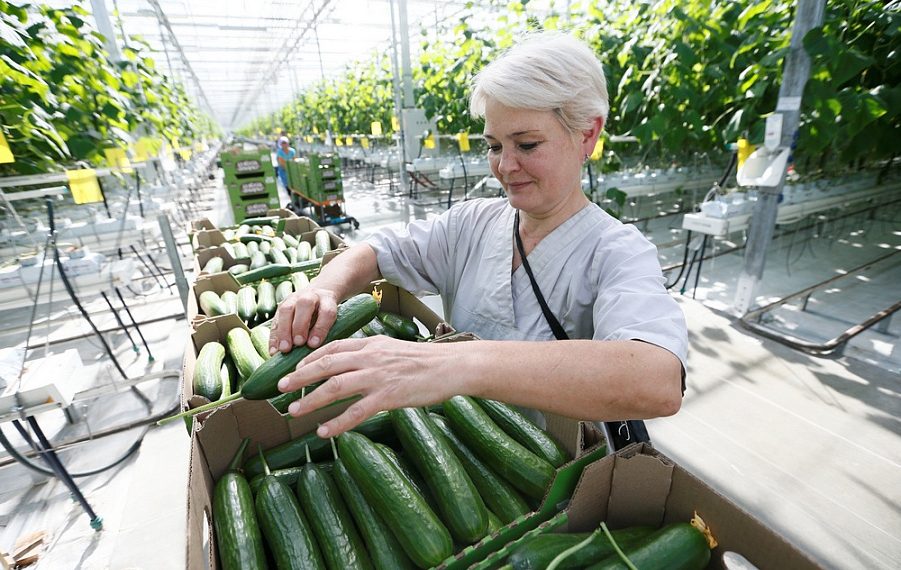 Кубань в тройке регионов-лидеров по сбору тепличных овощей