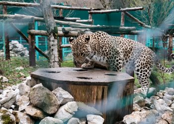 Центр восстановления леопардов в Сочи будет открыт для туристов