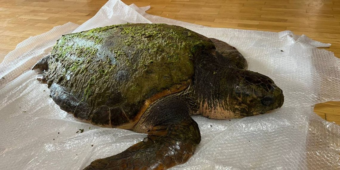 В Анапе нашли средиземноморскую черепаху весом 100 килограмм