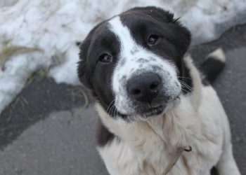Сочинец убил собаку, чтобы сварить отвар из ее печени