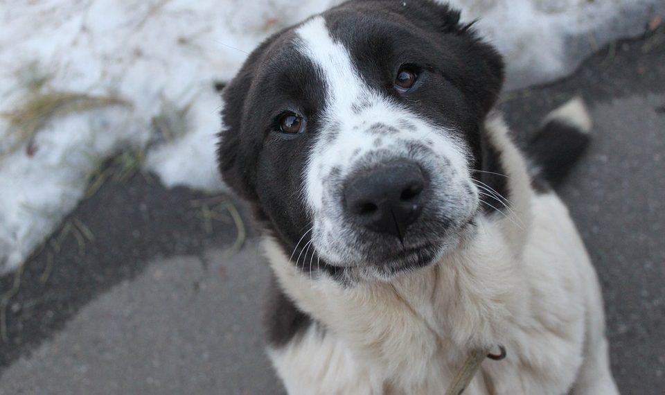 Сочинец убил собаку, чтобы сварить отвар из ее печени