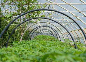 В Сочи планируют собрать 20 тонн ежевики