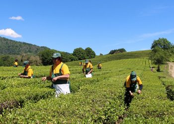 В генплан Сочи внесут раздел, посвященный субтропическому сельскому хозяйству