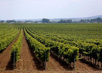 На Кубани заложат 1500 гектар виноградников