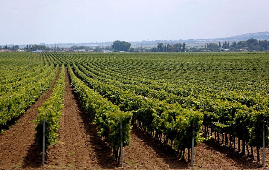 На Кубани заложат 1500 гектар виноградников