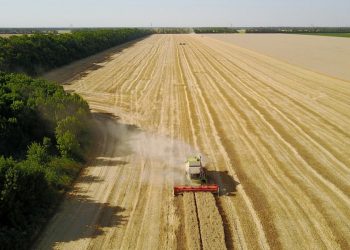 На поддержку сельского хозяйства на Кубани потратят 10 миллиардов