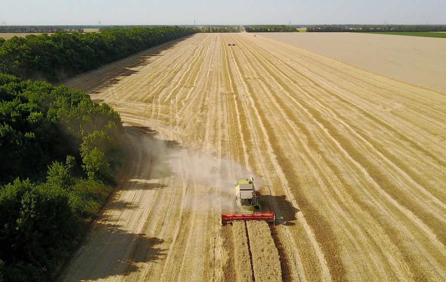 На поддержку сельского хозяйства на Кубани потратят 10 миллиардов