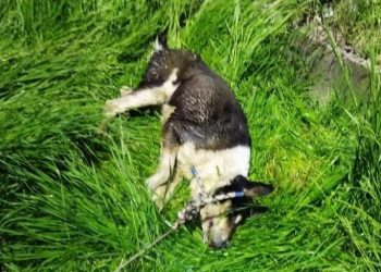 В Новороссийске вытащили из ливневки собаку