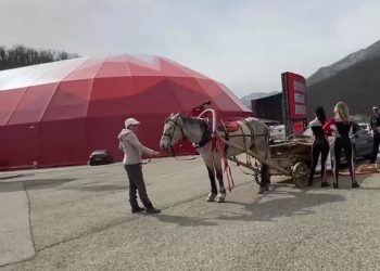 В Сочи электромобиль врезался в телегу с лошадью