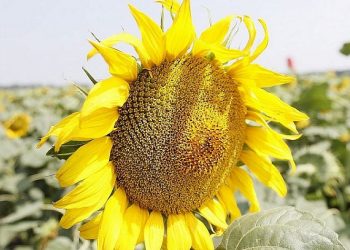 На Кубани подсолнечником засеют 410 тысяч гектаров