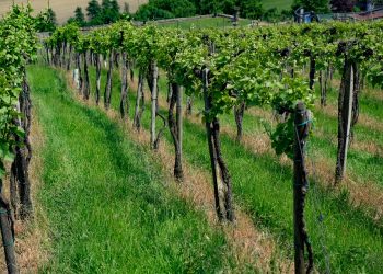 День винного туризма Кубани посетили около 600 профессионалов туротрасли