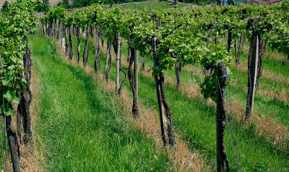 День винного туризма Кубани посетили около 600 профессионалов туротрасли