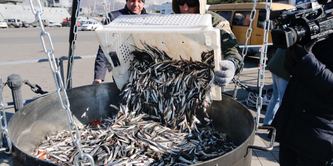 В Новороссийске возобновится фестиваль хамсы