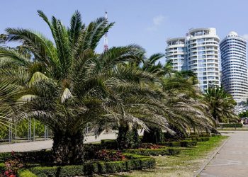 В Сочи пальмы обрабатывают от вредителей