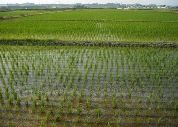 На Кубани впервые в России сеют рис дронами