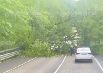 В Сочи упавшее дерево полностью перегородило дорогу