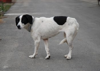 В Краснодаре спасли собаку, которая провалилась в колодец