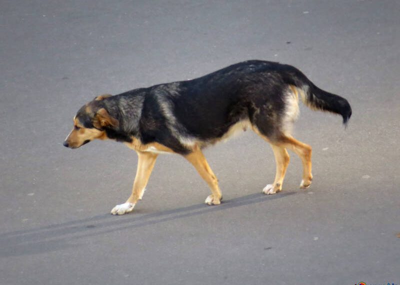 На Кубани разработают программу строительства приютов для животных