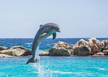 В Анапе неизвестные пожарили шашлык из дельфина