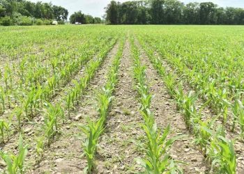 Кубань перейдет на отечественные семена сахарной кукурузы