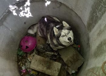 В Новороссийске спасатели вытащили из колодца хаски