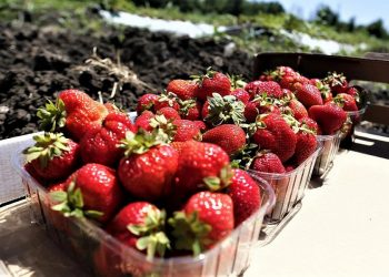 На Кубани собрали более 2 тысяч тонн фруктов и ягод