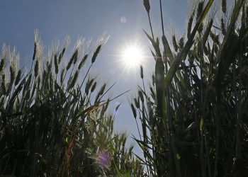 На Кубани планируют собрать 12 миллионов тонн зерна