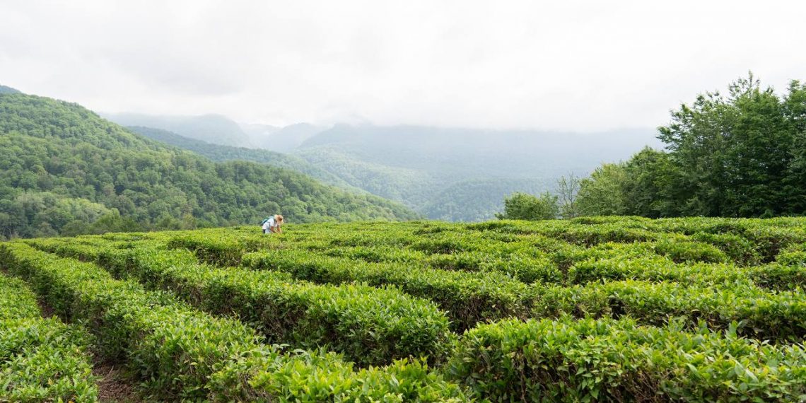 В Сочи шесть предприятий занимаются чаем