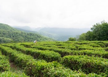 В Сочи шесть предприятий занимаются чаем