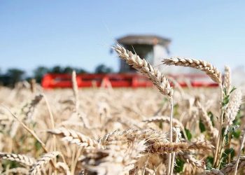 Аграрии Кубани начали уборку зерновых культур