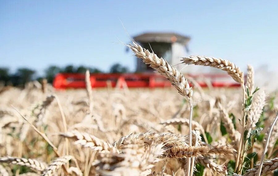Аграрии Кубани начали уборку зерновых культур